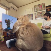 Bộ ảnh giả tưởng về cuộc sống cùng chú thỏ khổng lồ